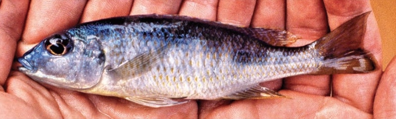 Otopharynx styrax 'Kambiri Point'